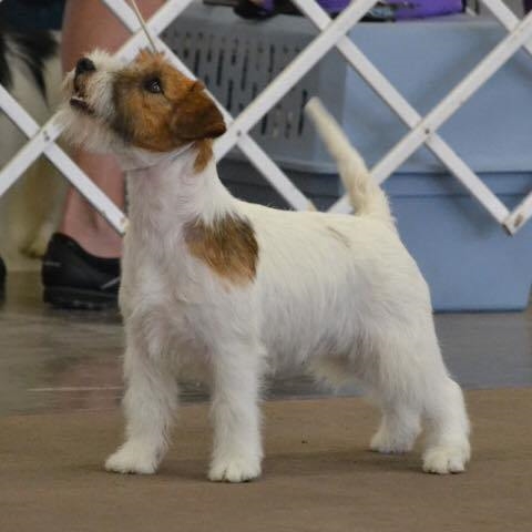 14344700_1370891579606867_3557311817159885644_n